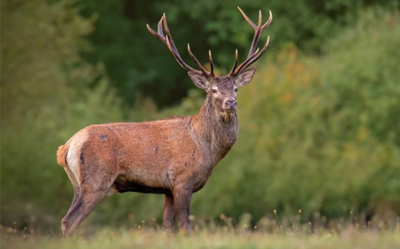 Red Deer - Cervus Elaphus
