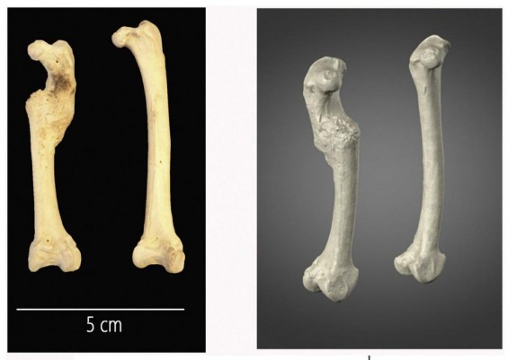 Archaeologists Suggest Ancient Chicken With Broken Leg Was A Good Egg... Provider